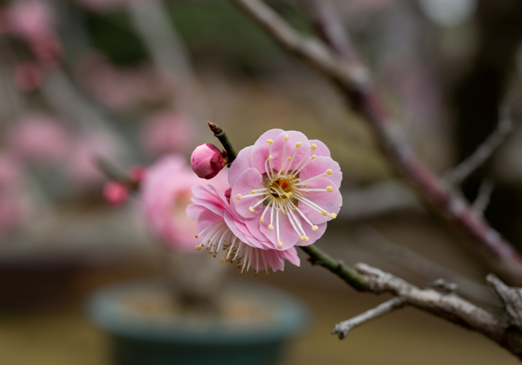 最適な植え替え時期とその理由