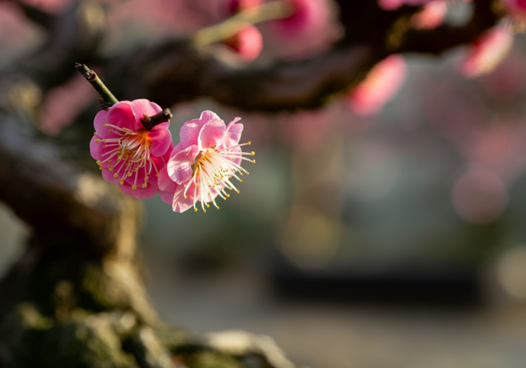 樹勢が弱まり葉や花付きが悪くなったら要注意